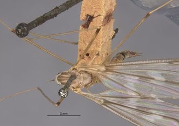 Media type: image;   Entomology 10296 Aspect: habitus dorsal view